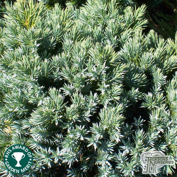 Buy Juniperus procumbens 'Nana' online from Jacksons Nurseries